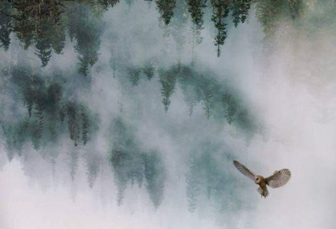 twin peaks