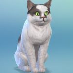 Les_sims_4_chiens_chats