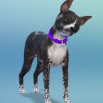 Les_sims_4_chiens_chats