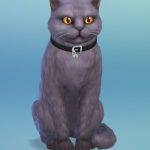 Les_sims_4_chiens_chats