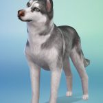 Les_sims_4_chiens_chats
