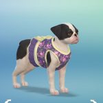 les_sims_4_premier_animal_compagnie