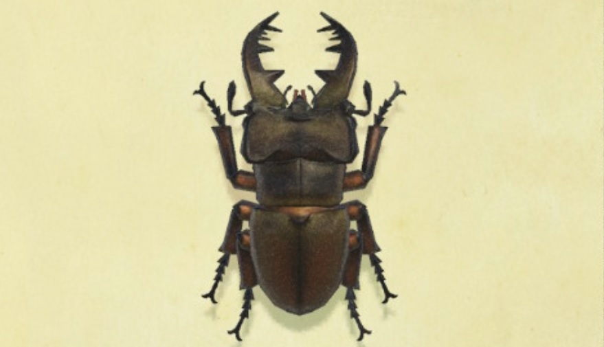 animal crossing nh insecte juillet