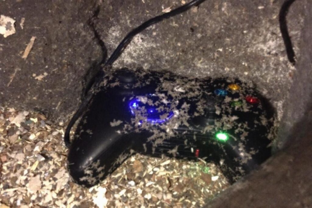 Xbox : pourquoi les jeux sont arrivés trop tard pour sauver la console ?