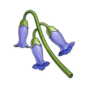 Muguet bleu, matériau pour monter Qiqi dans Genshin Impact